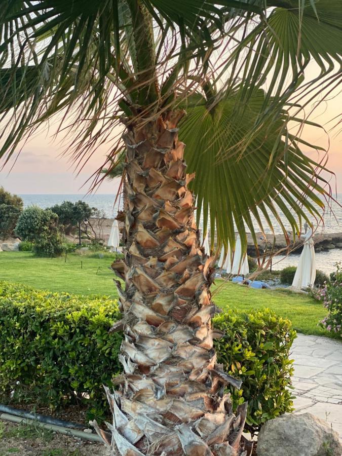 Royal Seacrest F G5 Ground Floor Apartment Paphos Exteriör bild